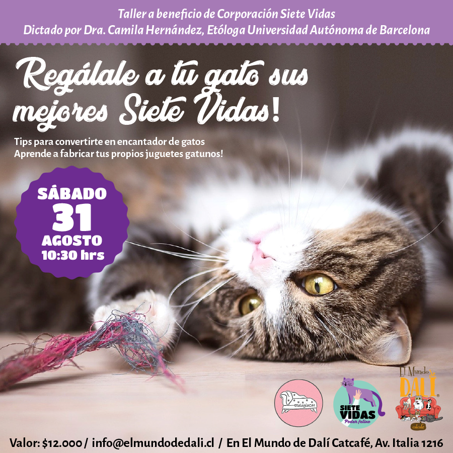 TALLER A BENEFICIO DE SIETE VIDAS