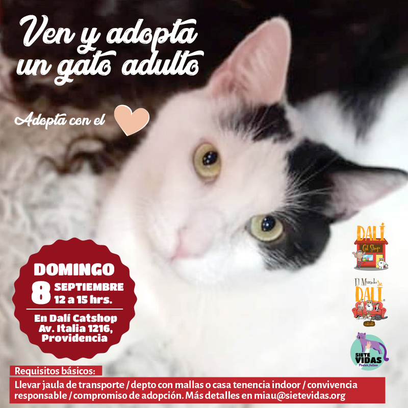 JORNADA DE ADOPCIÓN / 8 DE SEPT