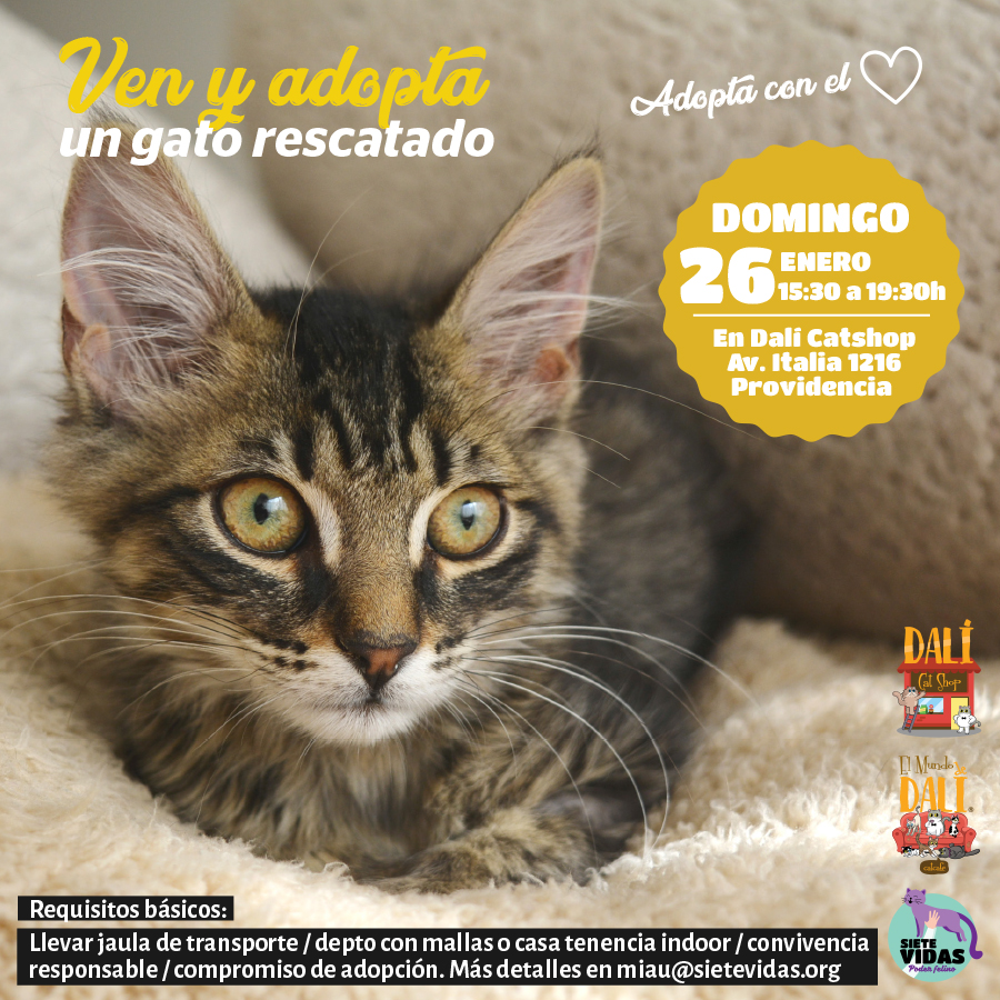 Jornada de adopción de animales en Bogotá este domingo 19 de febrero