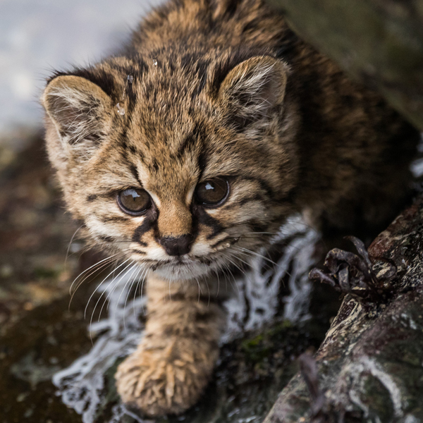 Felinos Silvestres Nativos de Chile