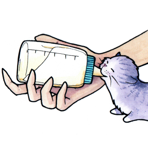 Cuidado de Gatitos Lactantes